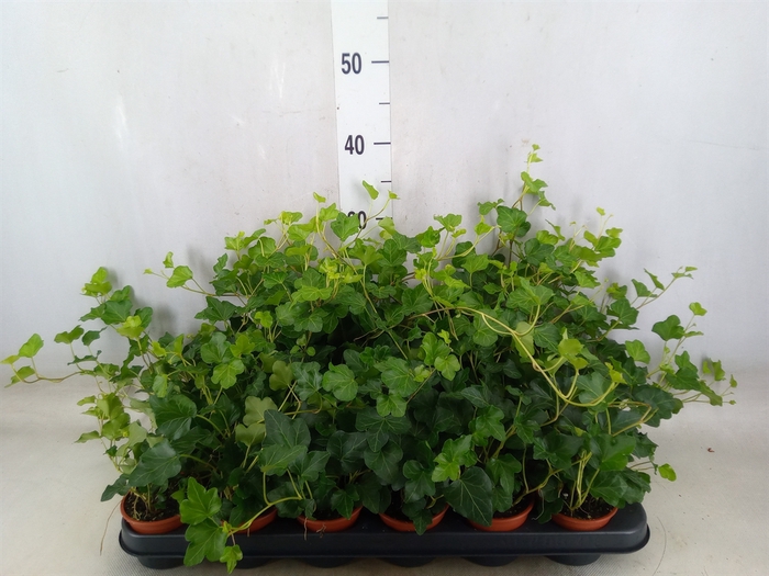Hedera helix 'Wonder'