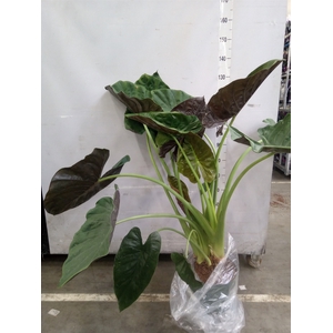 Alocasia wentii