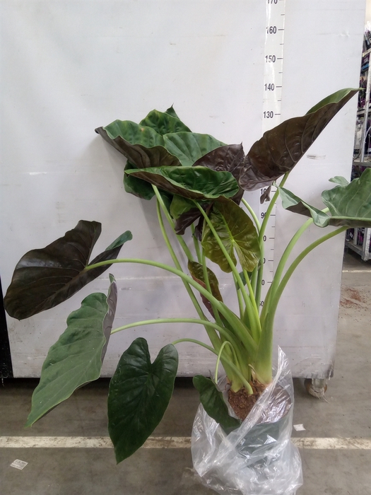 <h4>Alocasia wentii</h4>