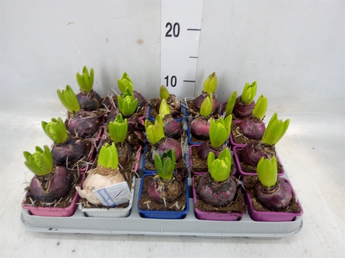 <h4>Hyacinthus orie.   ...mix 4</h4>