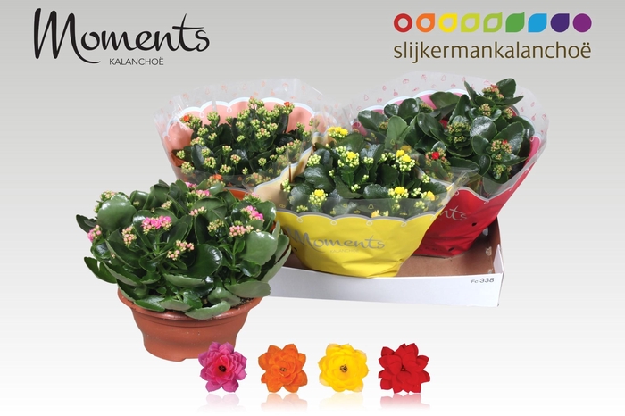 <h4>KAL GE GEM 4 KL</h4>