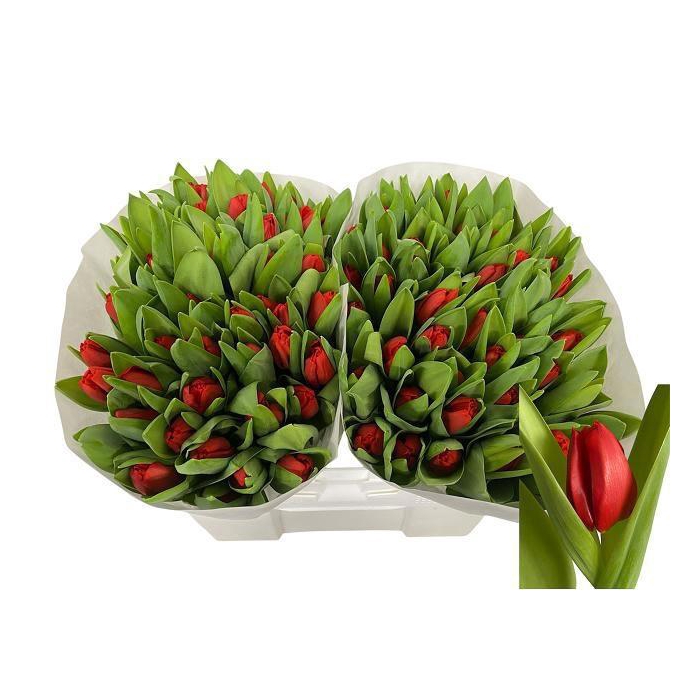 <h4>TU EN ESCAPE</h4>