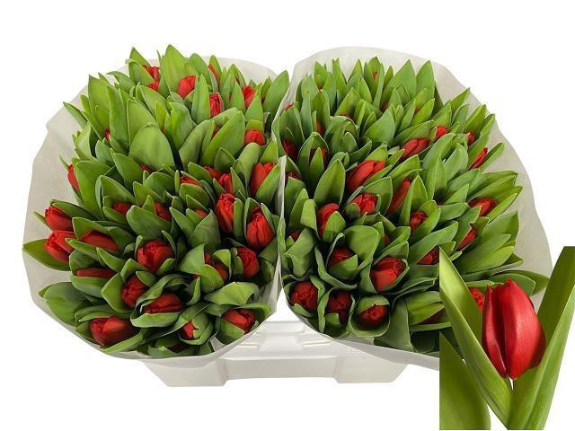 <h4>TU EN ESCAPE</h4>