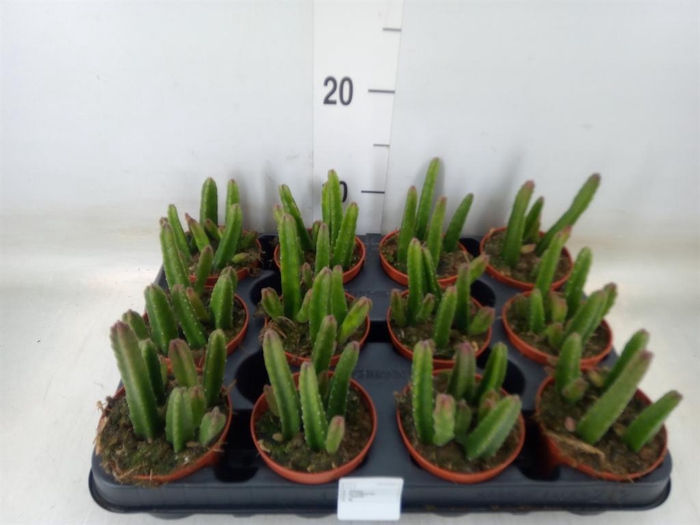 <h4>Lithops sp.</h4>