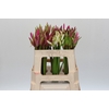 Nerine Mix