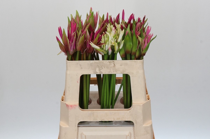 Nerine Mix