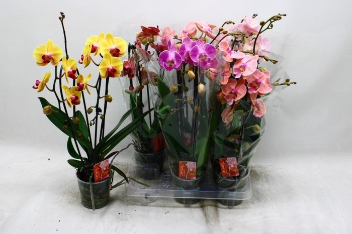 <h4>PHAL EL CASCADE</h4>