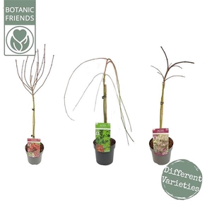 Acer palm. diverse mix