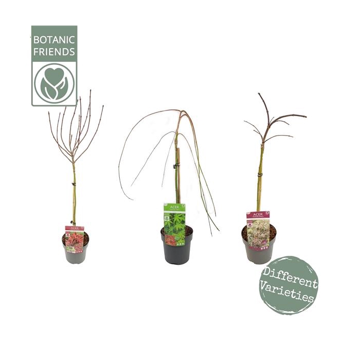 <h4>Acer palm. diverse mix</h4>