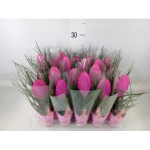 Tillandsia cyanea 'Vincent'