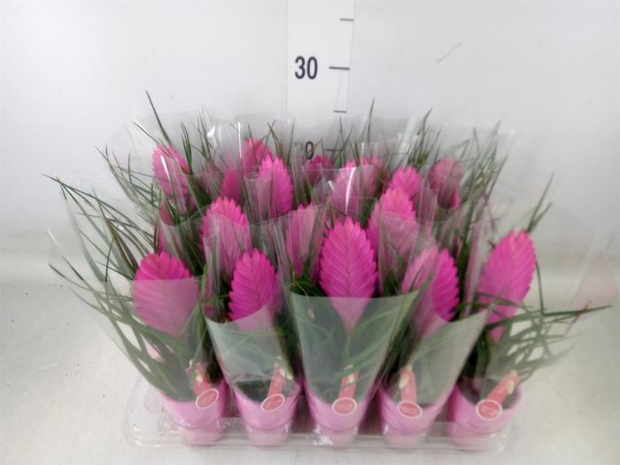 <h4>Tillandsia cyanea 'Vincent'</h4>