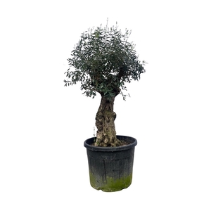 Olea Europaea Bonsai - 210cm