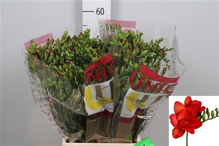 <h4>Fr Du Fuego</h4>