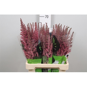 Astil C Vision Pink