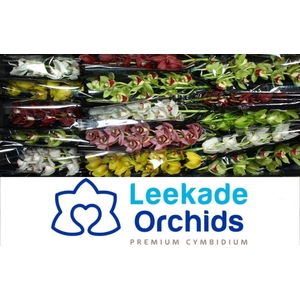 CYMB MI MIXED Leekade X15