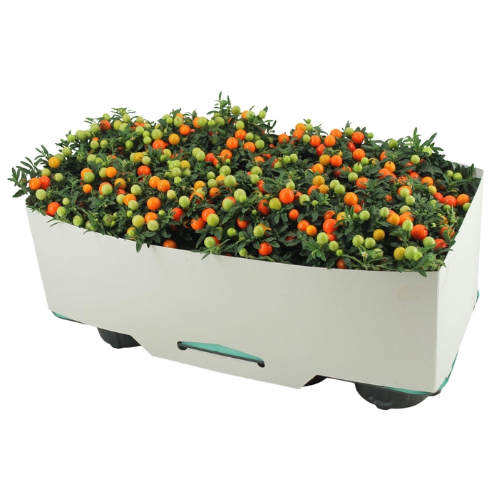 <h4>Solanum Pseudocapsicum P13 Decorum</h4>