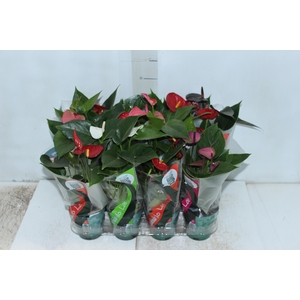 ANTHURIUM VARIADO P09
