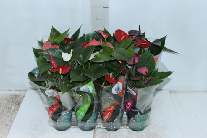 <h4>ANTHURIUM VARIADO P09</h4>