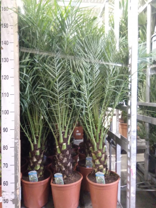 <h4>Phoenix roebelenii</h4>