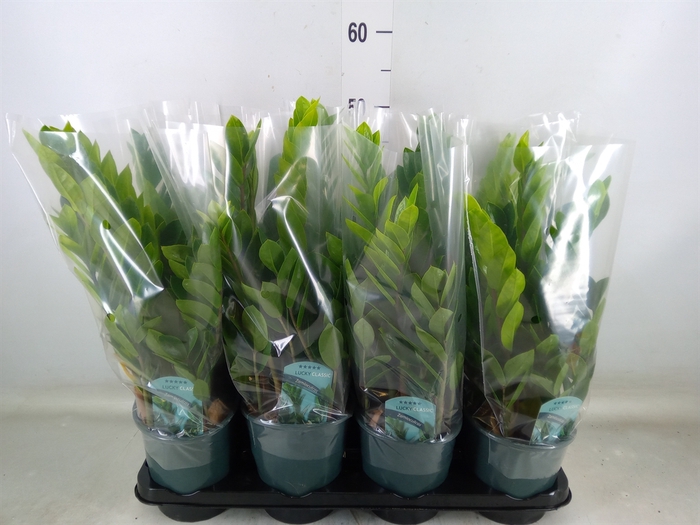 <h4>Zamioculcas zamiifolia</h4>