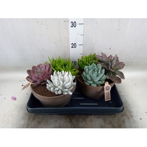 Arr.  Succulents L%
