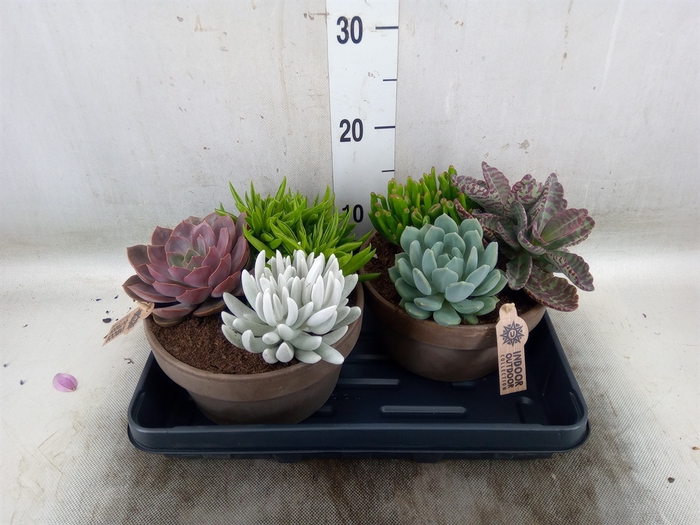 <h4>Arr.  Succulents L%</h4>