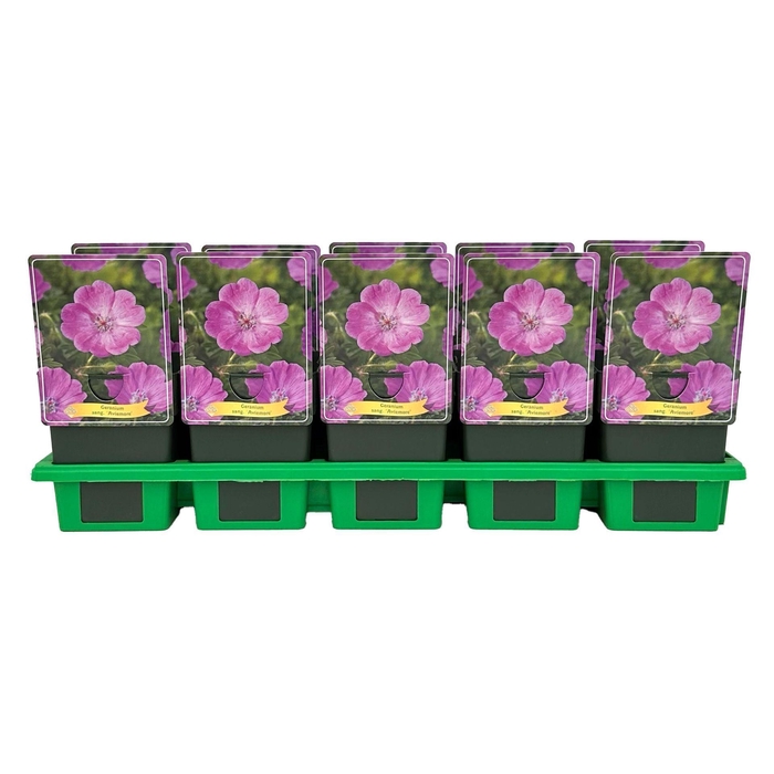 <h4>Geranium sanguineum</h4>