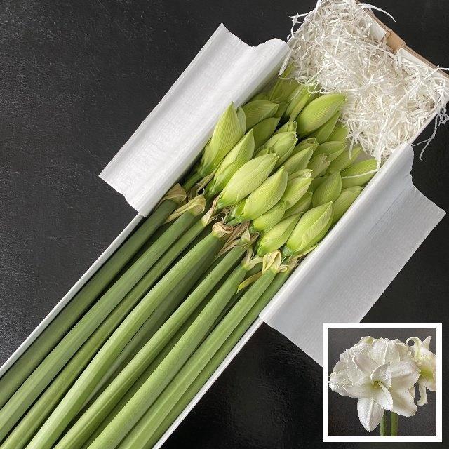 <h4>HIPP DG WIMBLEDON</h4>