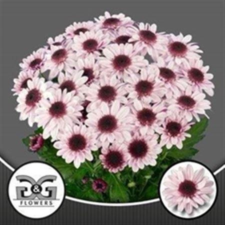 <h4>Chr T Stresa</h4>