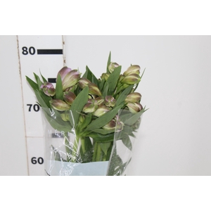 ALSTROEMERIA PURPLE RAIN 080 CM