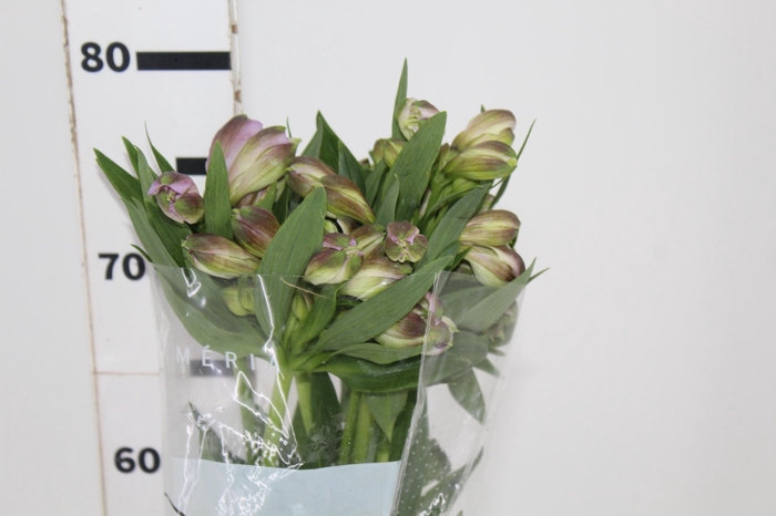 <h4>ALSTROEMERIA PURPLE RAIN 080 CM</h4>