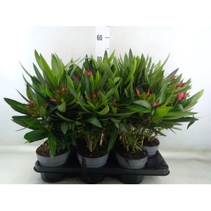 Nerium oleander   ...