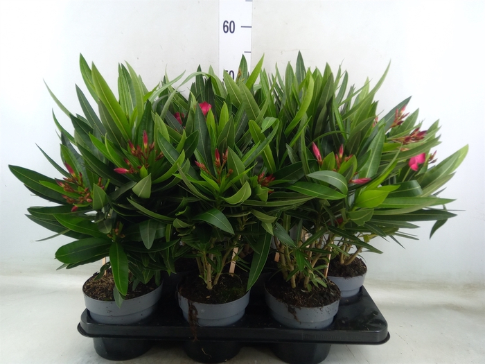 <h4>Nerium oleander   ...</h4>