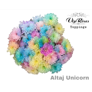 CHR T ALTAJ UNICORN
