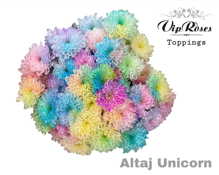<h4>CHR T ALTAJ UNICORN</h4>