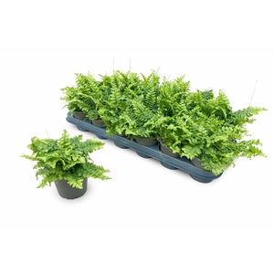 NEPHR EX GREEN MOMEN