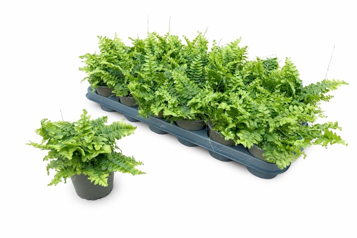 <h4>NEPHR EX GREEN MOMEN</h4>