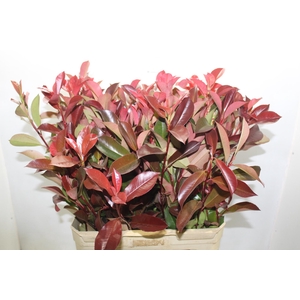 FOLH PHOTINIA VERMELHO 080 CM