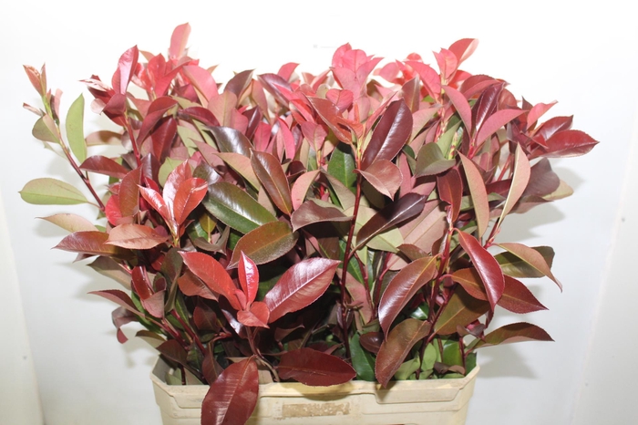 <h4>FOLH PHOTINIA VERMELHO 080 CM</h4>