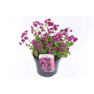 Arabis cauc. Little Treasure Roze