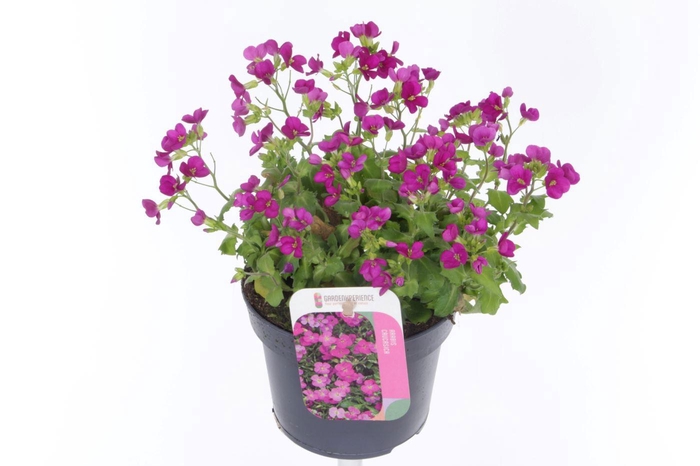 <h4>Arabis cauc. Little Treasure Roze</h4>