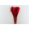Dried Stipa Feather Red P Stem