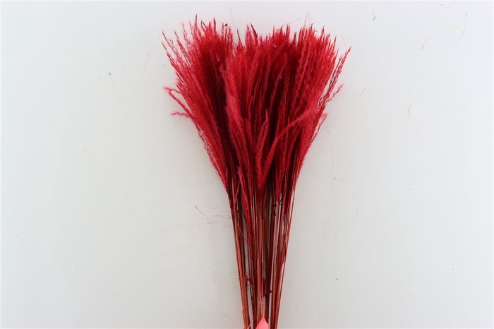 <h4>Dried Stipa Feather Red P Stem</h4>