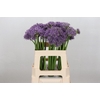 Allium Violet Beauty