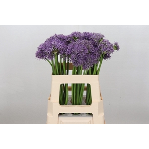Allium Violet Beauty