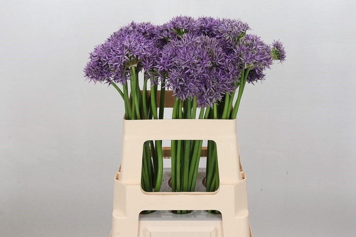 <h4>Allium Violet Beauty</h4>