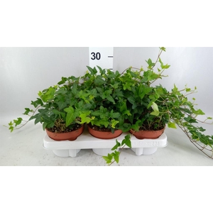 Hedera   ...green leafed