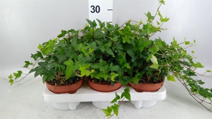 <h4>Hedera   ...green leafed</h4>