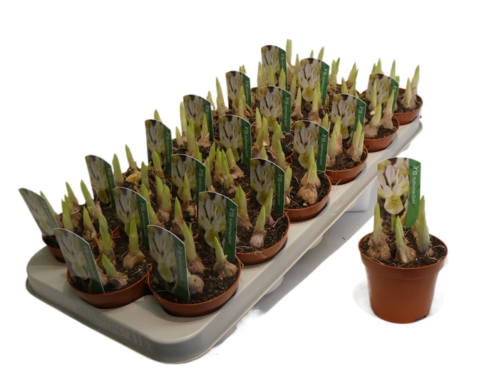 <h4>IRIS Katharina Gold</h4>