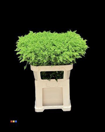<h4>Solidago Green 80cm</h4>